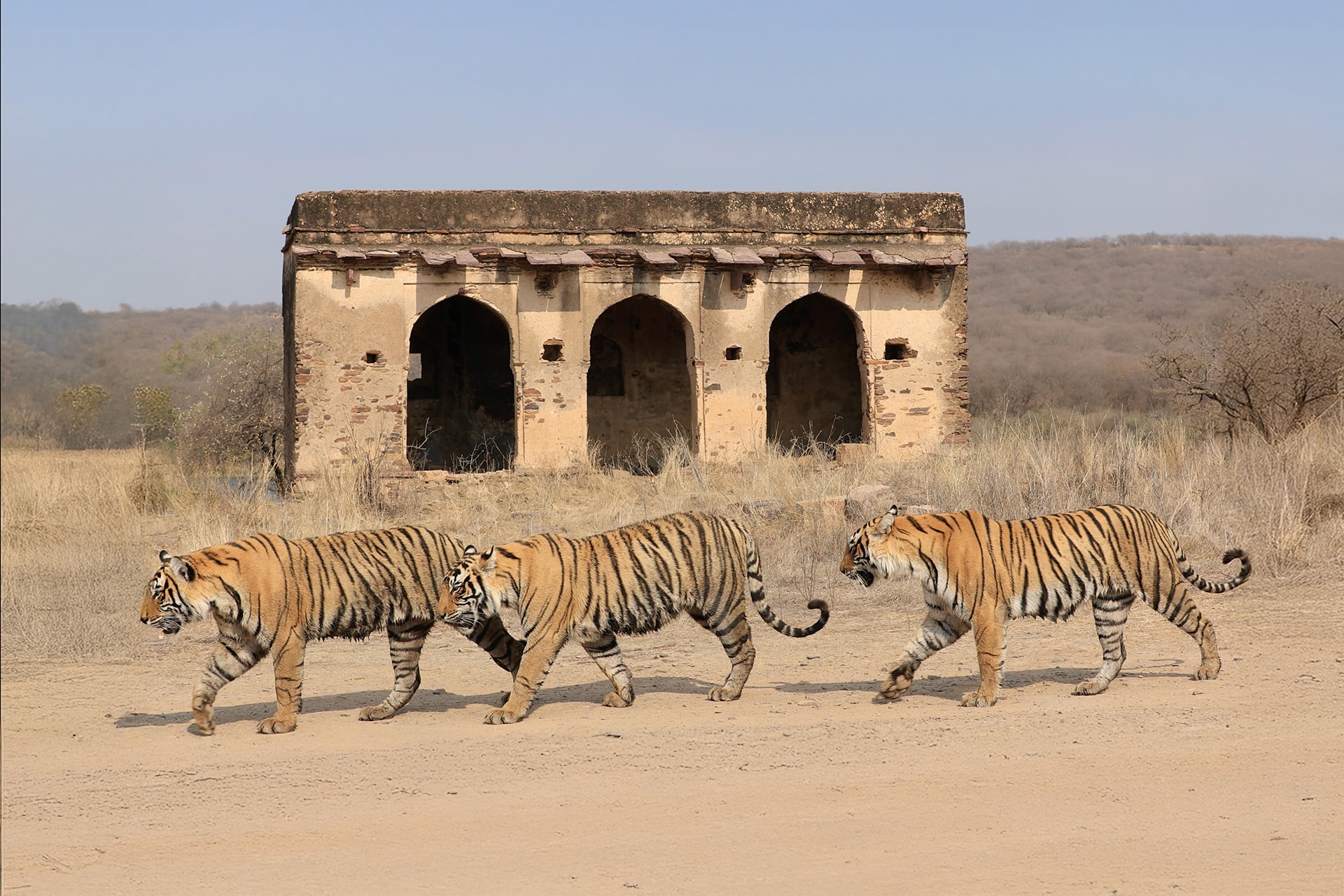 3 tigers